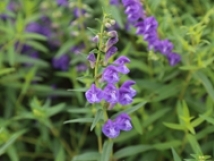 承德亞歐中藥材基地花開(kāi)河北